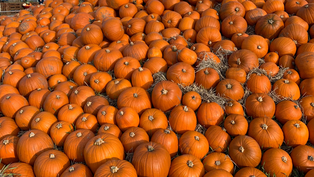 Stack of pumpkins with a clear blue sky in the background